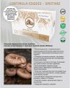 Lentinula edodes forte ᐉ 70% экстракт гриба Шиитаке