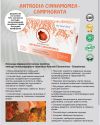 Antrodia Camphorata forte ᐉ 70% экстракт гриба Антродия камфорная