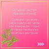 Solodka ᐉ При воспалительных процессах