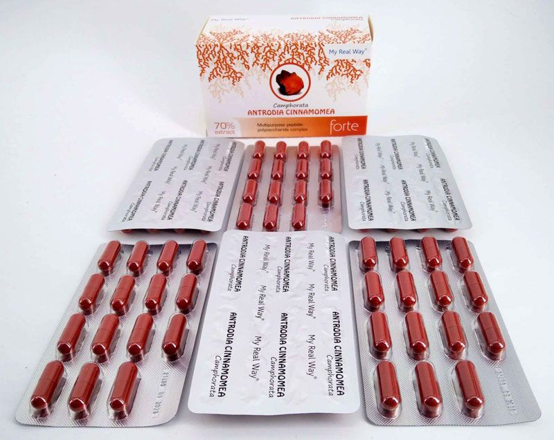 Antrodia Camphorata forte ᐉ 70% экстракт гриба Антродия камфорная