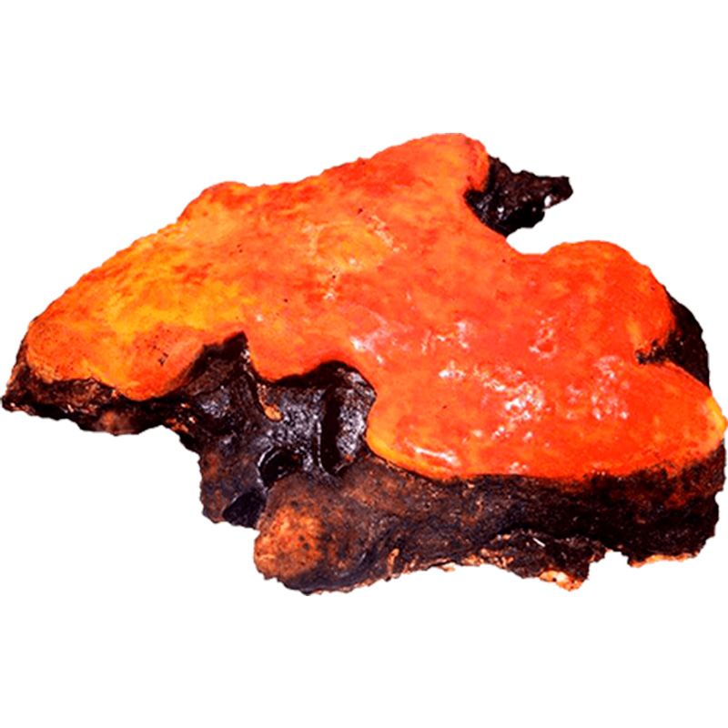 Antrodia Camphorata forte ᐉ 70% экстракт гриба Антродия камфорная