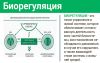 Suprefort ᐉ Для поджелудочной железы