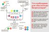 Zhenoluten ᐉ Для яичников