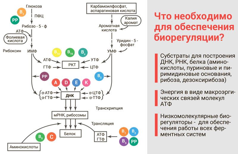 Chitomur ᐉ Для сечового міхура