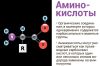 Suprefort ᐉ Для поджелудочной железы