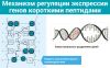 Жидкий пептидный комплекс № 15 ᐉ Для почек и мочевого пузыря