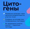 Chonluten ᐉ Для легких
