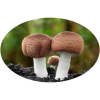 Agaricus Blazei Murrill forte ᐉ 70% экстракт гриба Агарика