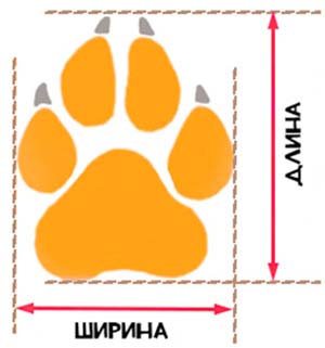 Как измерить обувь собаке